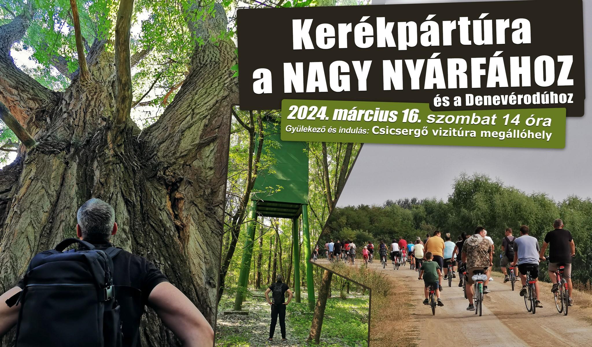 Kerékpártúra a nagy nyárfához